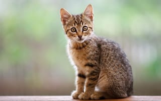 Картинка кошка, взгляд, сидит, поза, котёнок