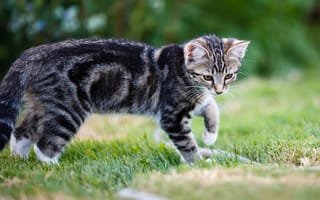 Картинка кошка, лето, лапки, трава, взгляд, поза, поляна, природа