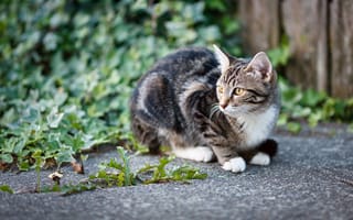 Картинка кошка, трава, двор, котёнок, сидит