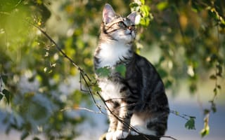 Картинка кошка, кот, сидит, ветки, листья, котёнок