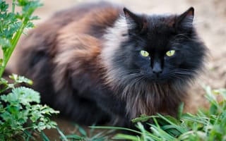 Картинка кошка, трава, кот, взгляд, черный