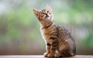 Картинка взгляд, доски, котёнок, сидит