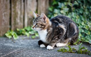 Картинка кошка, кот, двор, плитка, плющ, котёнок