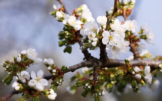 Картинка цветы, ветки, в цвету, весна, яблоня, белые, цветение