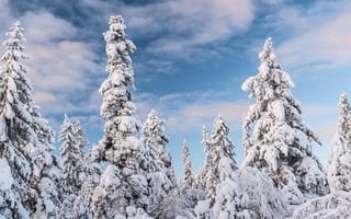 Картинка зима, лес, ёлочка, облака, ели, снег, снежные, голубое небо