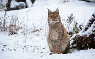 Картинка зима, взгляд, рысь, природа, пень, сугробы, поза, снег