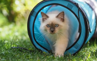 Картинка кошка, лето, кот, трава, свет, природа, взгляд, круглый