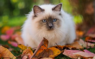 Картинка осень, кошка, поляна, природа, листья, морда, кот, взгляд