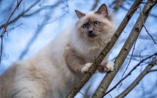 Картинка кошка, кот, ветки, деревья, поза, голубые глаза, взгляд, природа