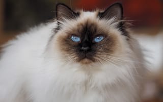 Картинка кошка, кот, портрет, голубые глаза, морда, отметина, взгляд