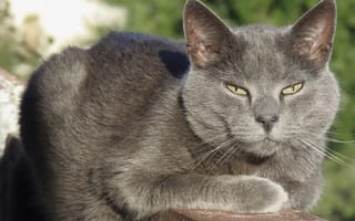 Обои кот, серый кот, взрослый кот, кот на балконе