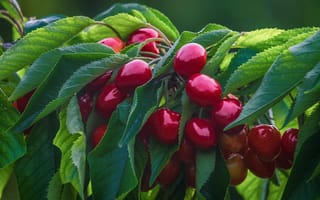 Картинка листья, ветки, ягоды, черешня