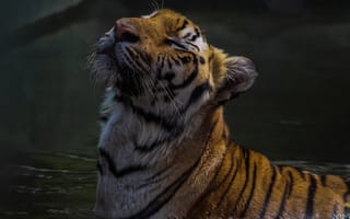 Картинка вода, тигр, кашачьи, хищник
