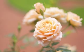 Картинка персиковый, растение, роза, цветок