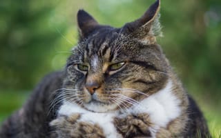 Картинка кошка, кот, лежит, взгляд, серый, морда, портрет