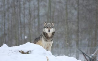 Картинка зима, хищник, лес, снег, волк