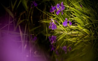 Картинка листья, озеро, отражение, пруд, сиреневые, берег, водоем, весна