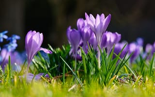 Картинка свет, цветы, боке, весна, крокусы, сиреневые