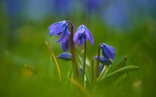Картинка зелень, листья, пролески, размытие, цветы, весна, голубой, синий