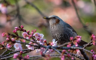 Картинка цветы, ветки, сакура, розовые, птица, цветение, весна, скворец