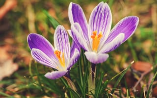 Картинка цветы, две, розовые, парочка, дуэт, крокусы