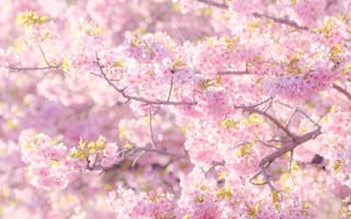 Картинка свет, цветы, ветки, весна, красота, настроение, сакура, розовые