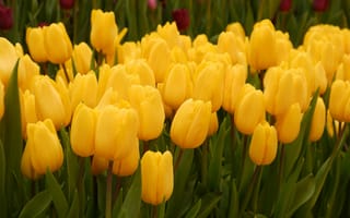 Картинка желтый, весна, тюльпаны, много, клумба, бутоны