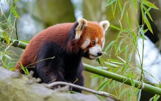 Картинка взгляд, морда, деревья, портрет, листья, ветки, сидит, красная панда