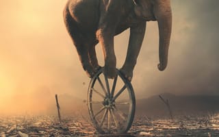 Обои слон, колесо, арт