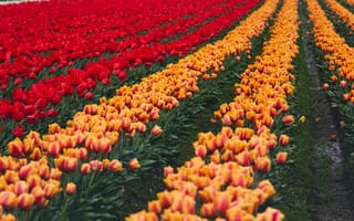 Картинка цветы, оранжевый, ряд, грядки, весна, красный, полосы, тюльпаны