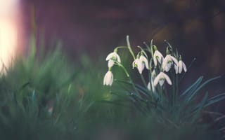 Картинка темный, поляна, подснежники, весна