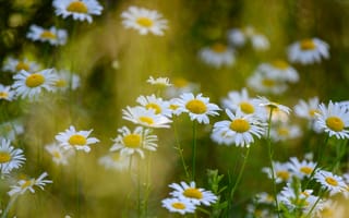 Картинка лето, поляна, боке, ромашки