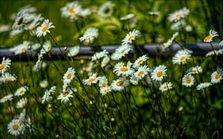 Картинка поляна, забор, размытие, боке, ромашки