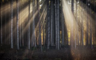 Картинка лес, свет, деревья
