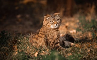 Картинка кот, взгляд, свет, вислоухий, природа, сидит