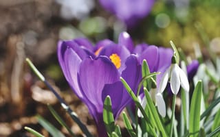 Картинка свет, поляна, весна, боке, подснежники, крокусы, сиреневые