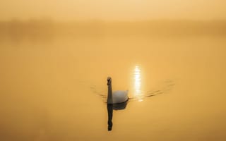 Картинка природа, лебедь, озеро