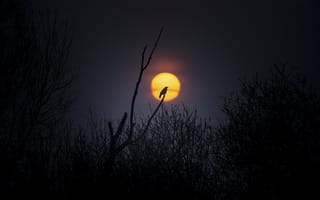 Картинка ночь, дерево, птица