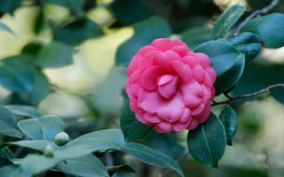Картинка листья, розовая, камелия