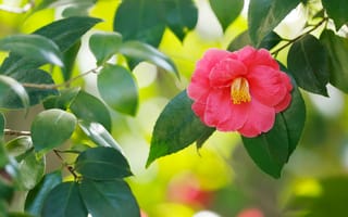 Картинка листья, ветки, розовая, камелия