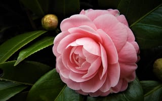 Картинка темный, розовые, камелия