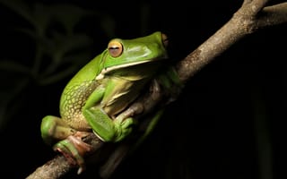 Картинка природа, White-lipped Tree frog, лягушка