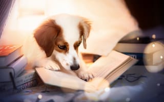 Картинка друг, собака, книга
