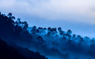 Картинка Каусани, туман, деревья, Уттаракханд, облака, Индия, горы