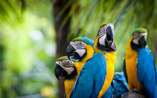 Картинка птицы, перья, parrots, попугаи