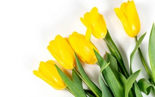 Картинка тюльпаны, белый, жёлтые, бутоны