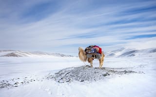 Картинка Winter, Camel, Migration, Mongolia