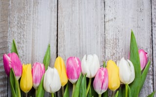 Картинка цветы, доски, colorful, wood, flowers, tulips, тюльпаны, pink