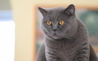 Картинка Британская короткошёрстная кошка, кот, британец, взгляд