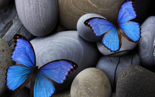 Картинка blue, stones, insect